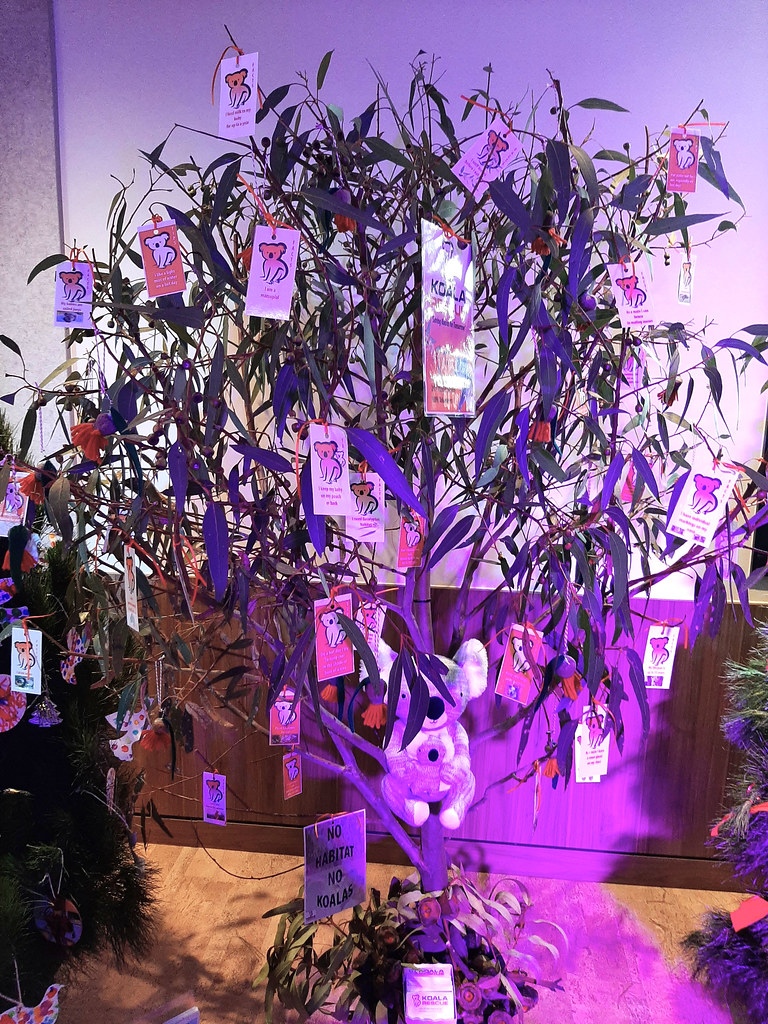 Blackwood. Adelaide Hills. Koaal and gum tree in the Chris… Flickr