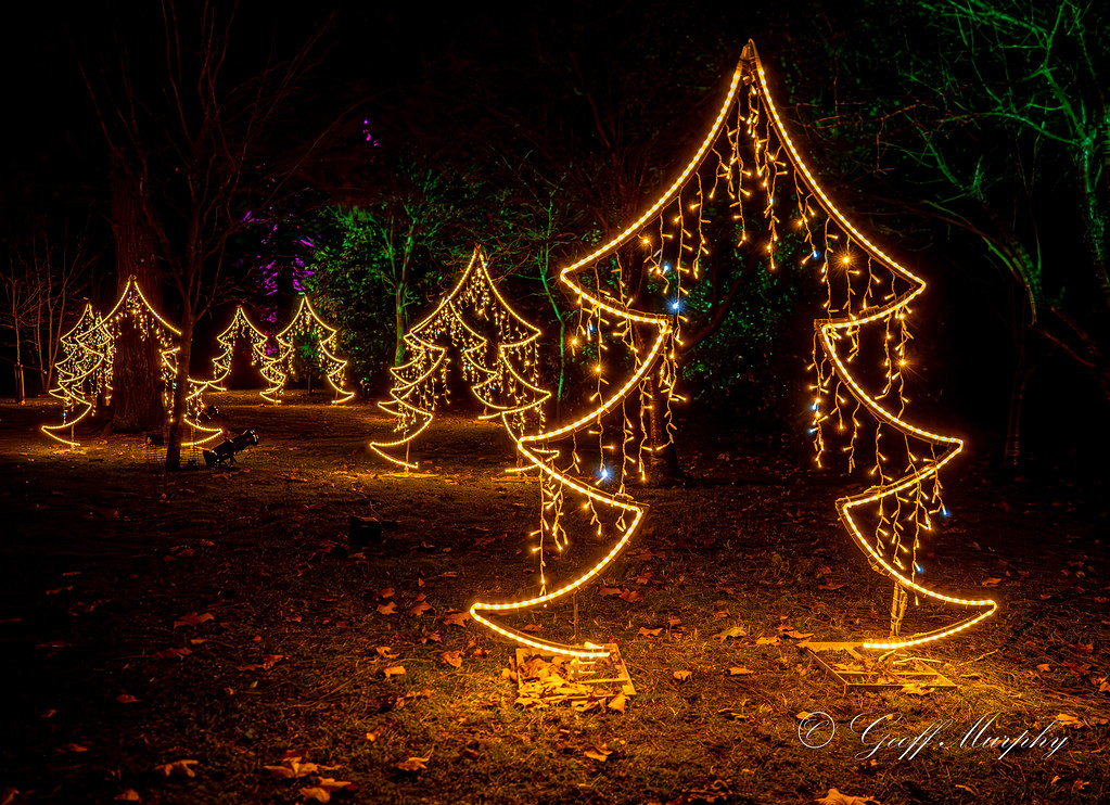 Rainbow Trees Wimpole Christmas Lights 2023 Geoff Murphy Flickr