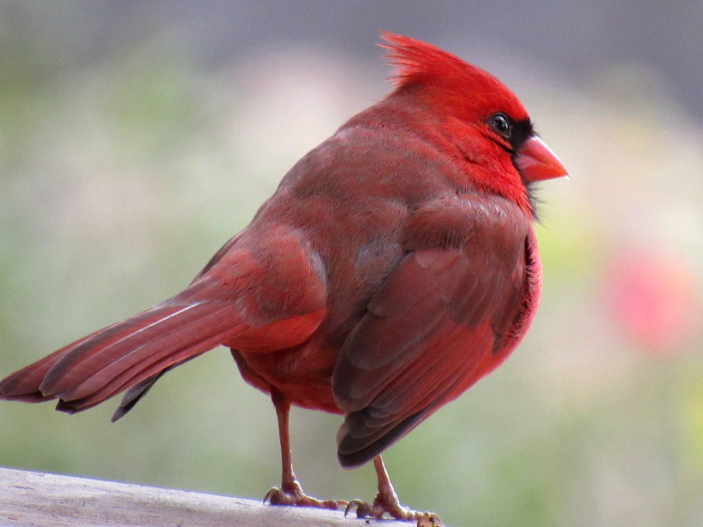 Cardinal heights.18145 Flickr