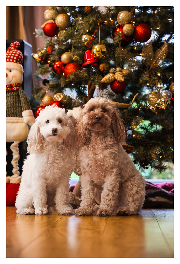 Getting ready for Xmas Fandazza Flickr