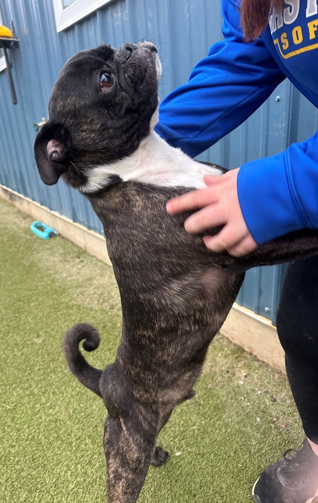 IMG_4590 Greenlin Lambs Gap Flickr