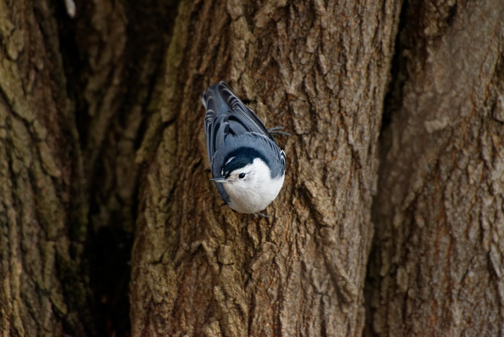 D8E_1331_DxO Sitelle Donald Robichaud Flickr