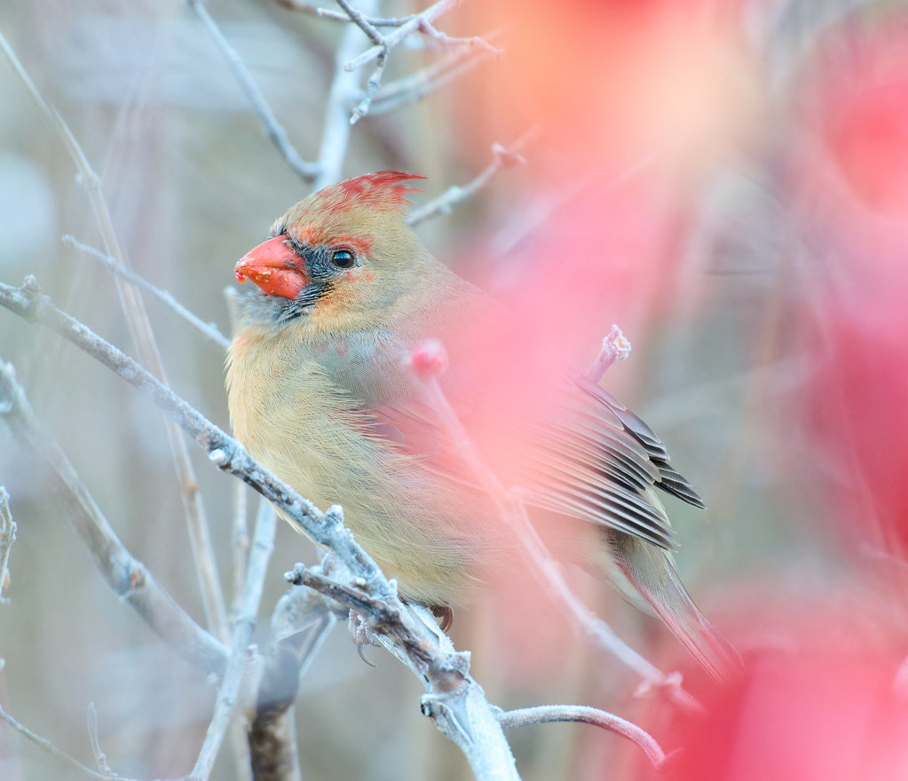 Female Northern Cardinal cameron.tucker Flickr