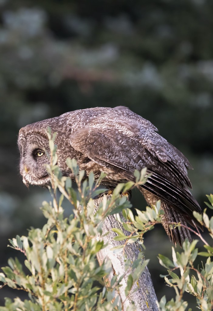 Ready Set GGO Great Gray Owl ready to launch to capture a … Shelly Lynn Hachey O Flickr