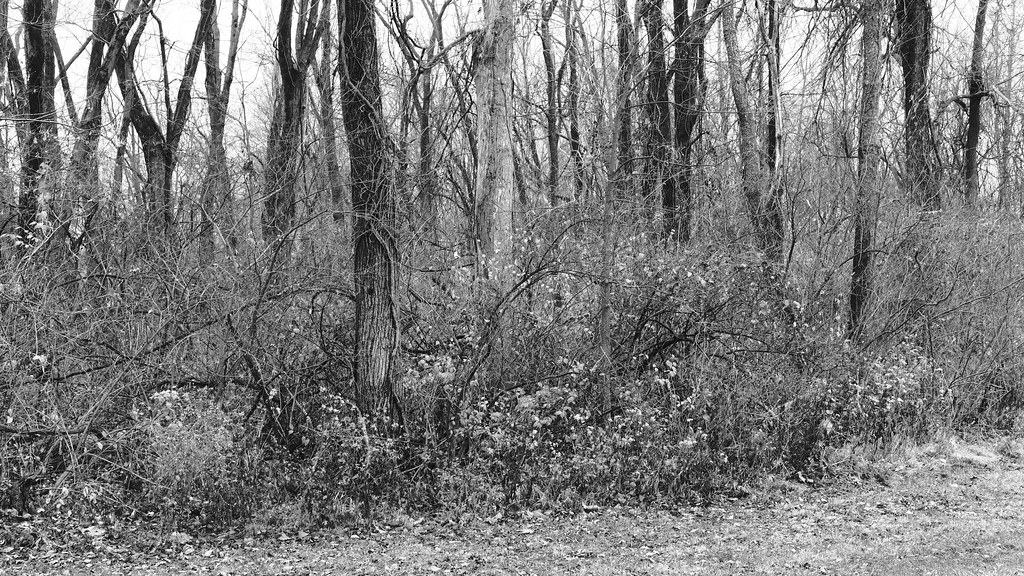 Autumn Woods Fujifilm XPro3 ACROS simulation with my own … Flickr