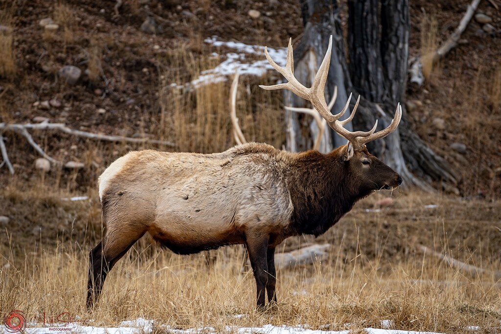 Elk Jr Evanston Wy 12122023 A0.25x The Challenger Jeff Stoermer Flickr