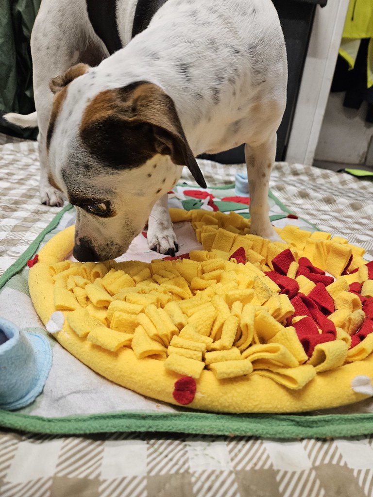 20231218_124217 Holiday House Pet Resort and Training Center Flickr