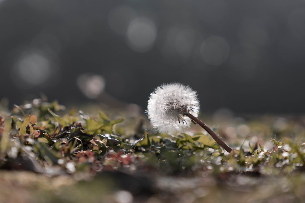 Dandelion in December rinronmari Flickr