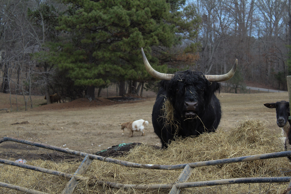 Critter Corral Flickr