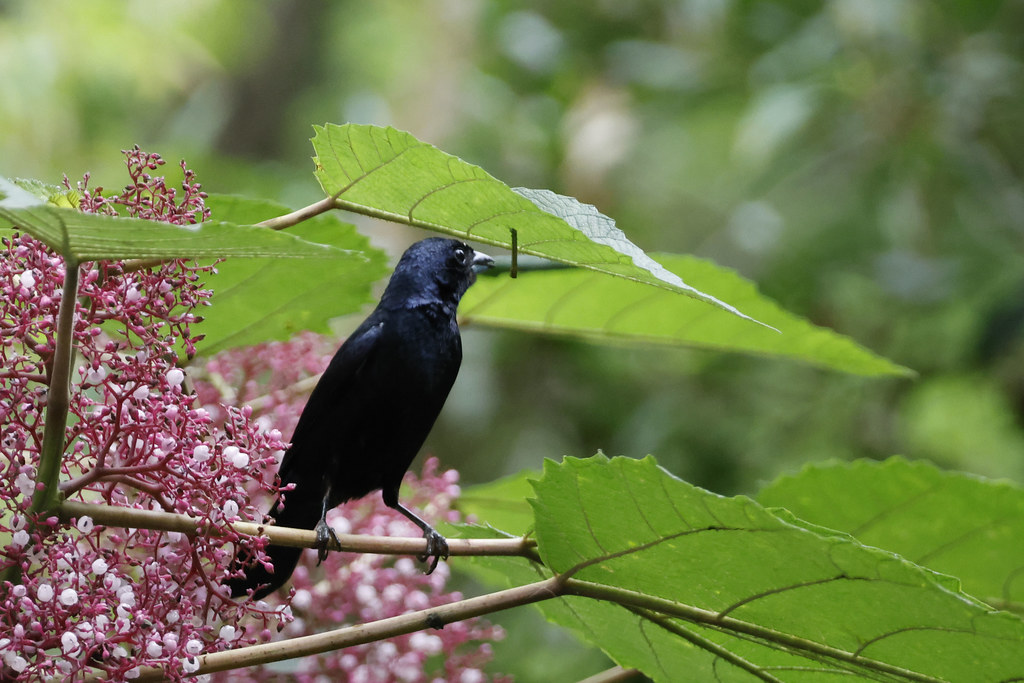 Ruby crowned Tanager Road to Intervales State Park, Ribeir… Flickr