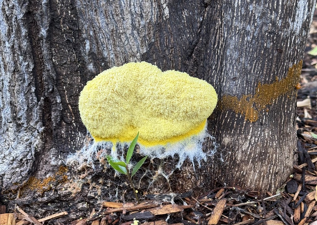 Slime mold sporing body | A slime mold in action. The organi… | Flickr