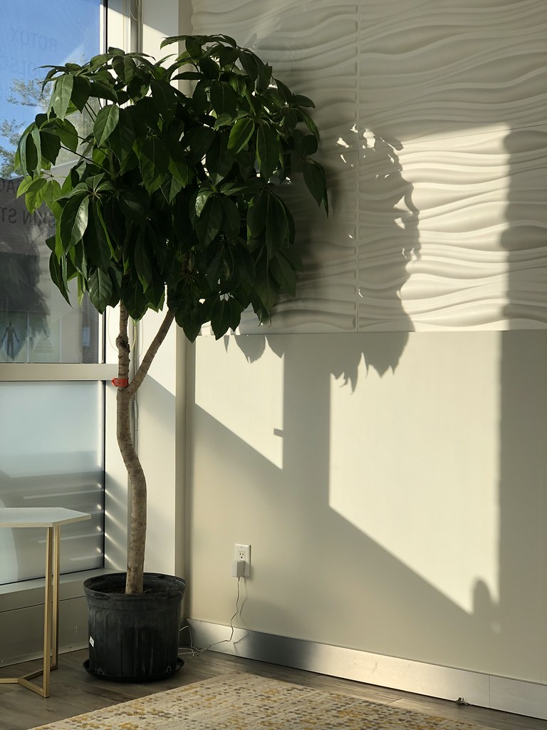 Hair Transplant Mississauga Laserbody MD 802 Southdown Rd … Flickr