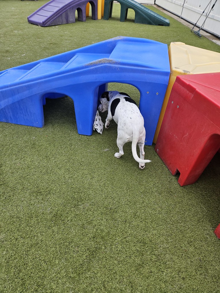 20231222_130659 Holiday House Pet Resort and Training Center Flickr