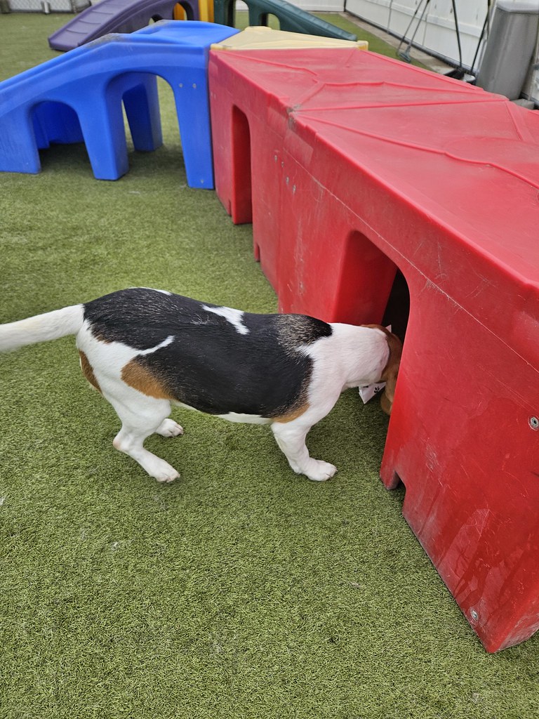 20231222_125616 Holiday House Pet Resort and Training Center Flickr