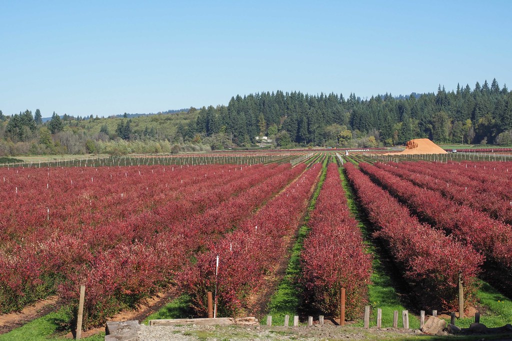Amboy, Washington State OLYMPUS DIGITAL CAMERA Flickr