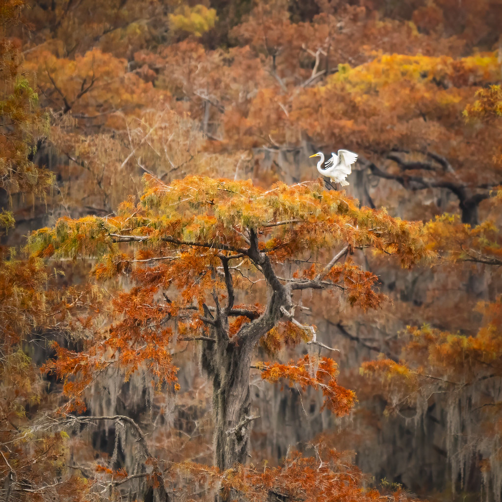 Autumnal Perch Caddo Lake (Louisiana) Alan Aviles Flickr