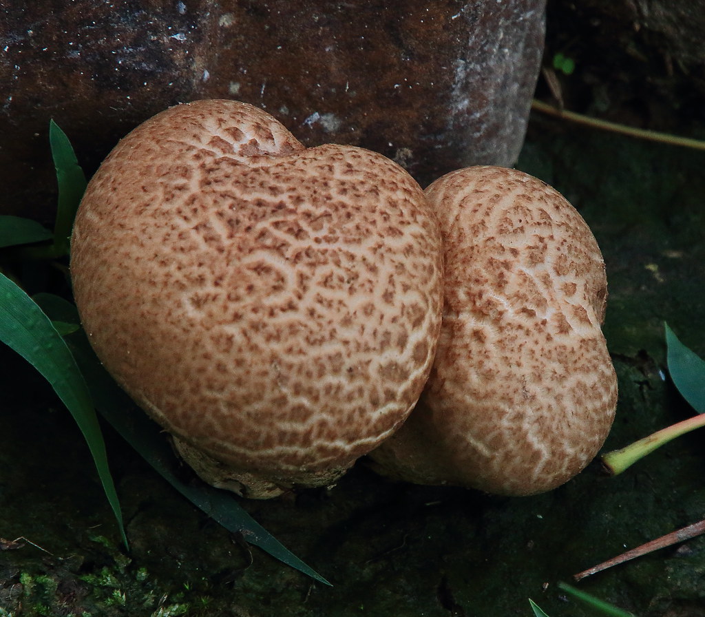 Front Yard Fungus Fayetteville, Arkansas Dan Davis Flickr
