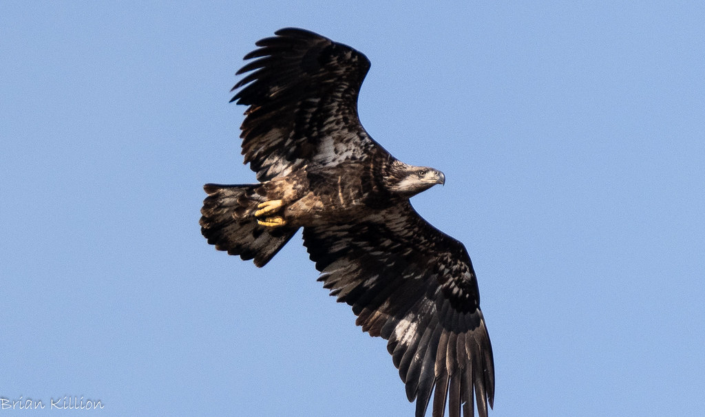 850_8026.jpg Brian Killion Flickr