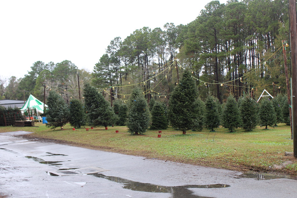 Christmas Tree lot, St. Augustine, 2023 Valdosta, Lowndes … Flickr