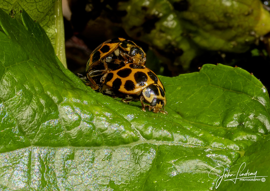 Ladybirds Two yellow/orange ladybirds (ladybugs) playing h… Flickr