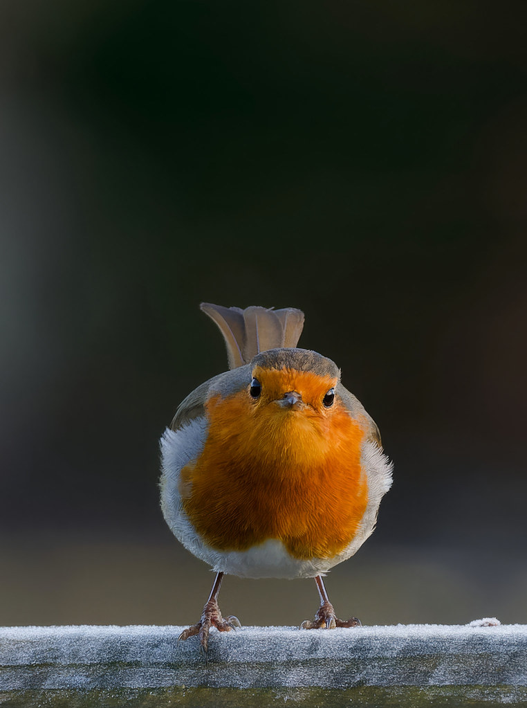 Robin Jack Kirkpatrick Flickr