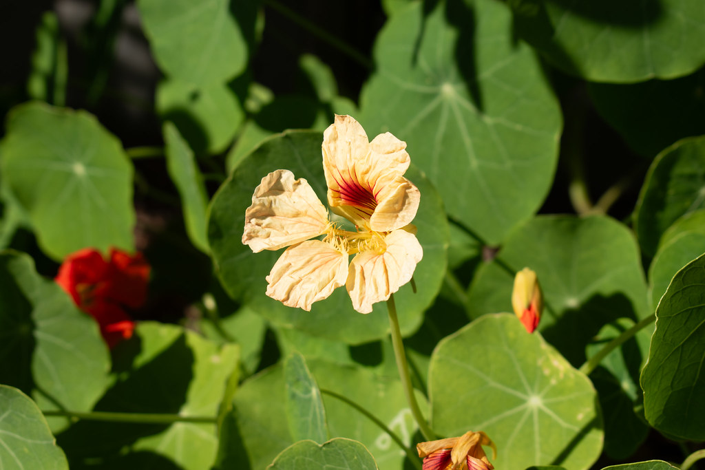 Lone Nasturtium Light Houston Botanic Garden • 12/29/23 Flickr