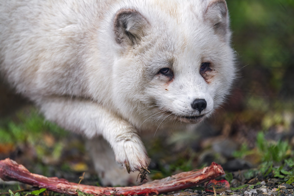 Fox and bone a photo on Flickriver