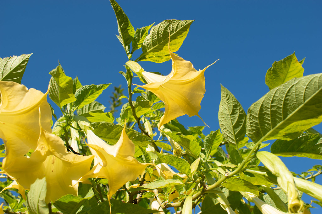 Trumpet Flowers Houston Botanic Garden • 12/29/23 MaryAnn Zykin