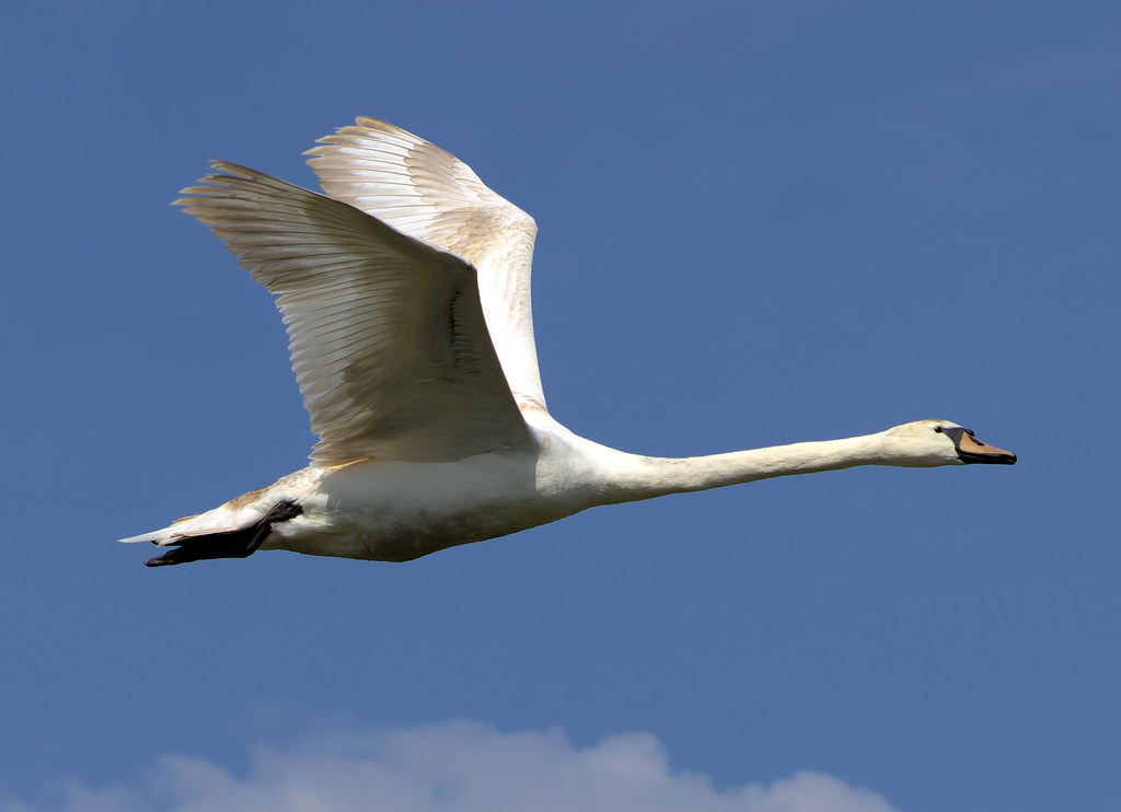 Mute Swan Flickr