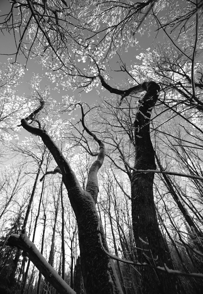 twisted twisted tree trunk photoluver1 Flickr