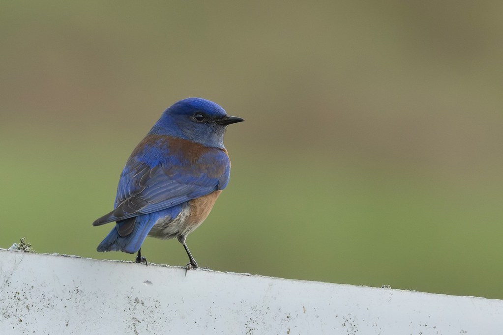 Western bluebird Turri Road, San Luis Obispo County, CA Karen Hall