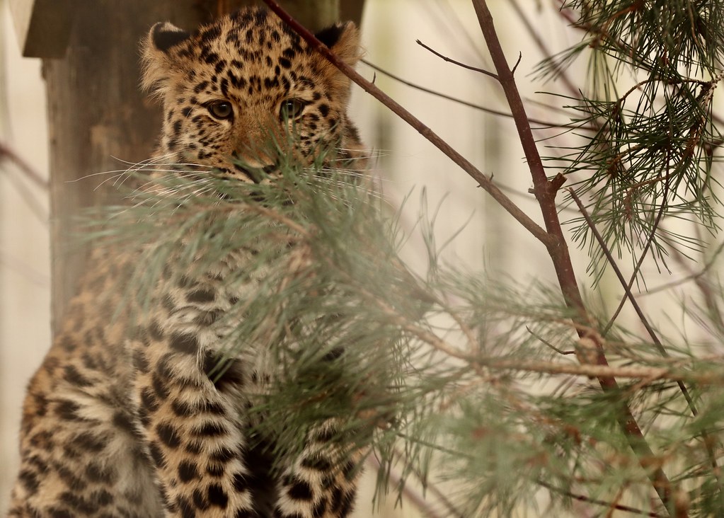 amur leopard cub Auckley Yorkshire wildife park Flickr