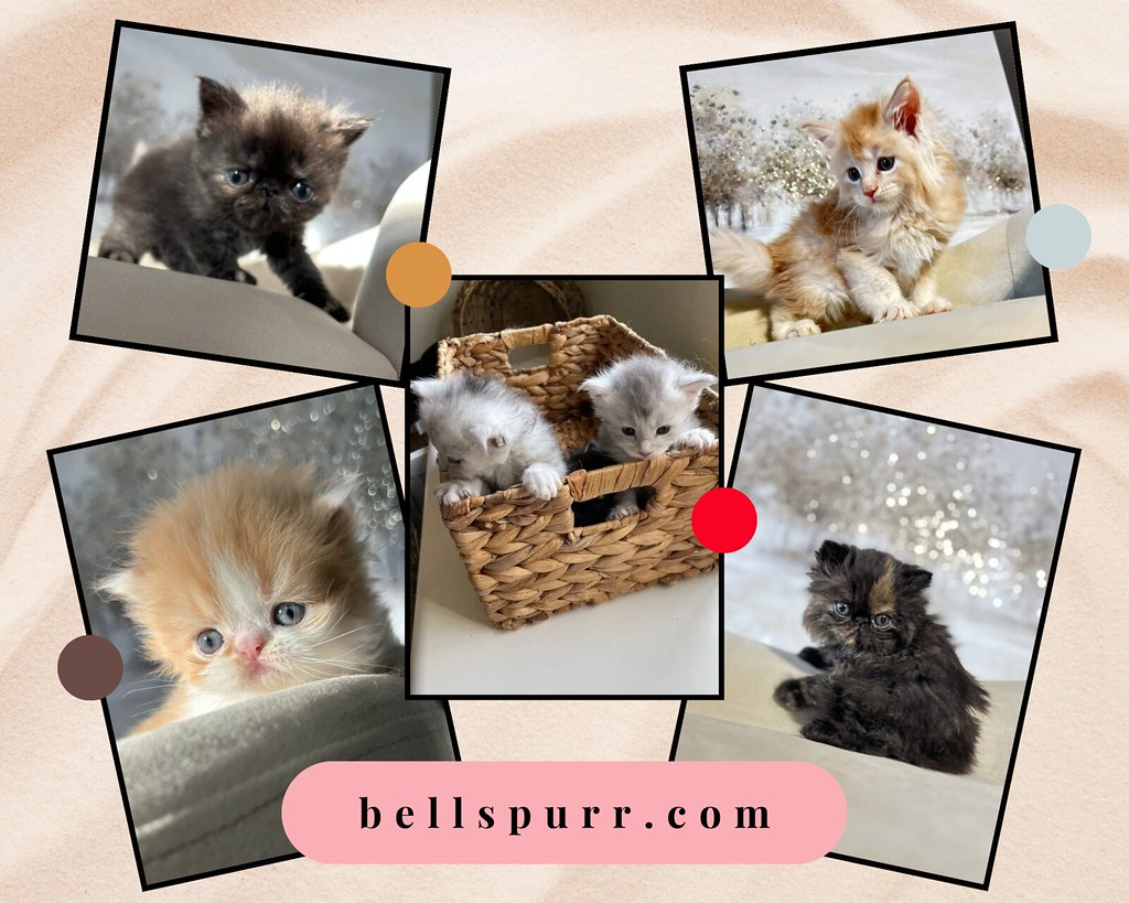 Maine Coon Kittens for Sale in San Antonio Bellspurr Flickr