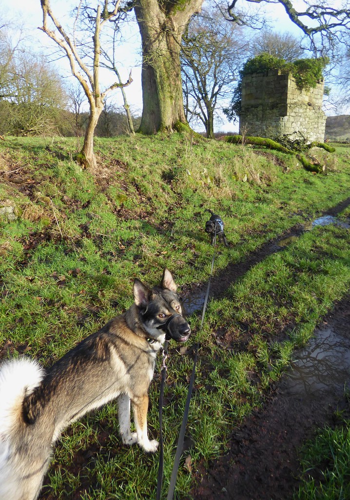 Torphichen Loch Cote Castle Big Dug Wee Dug Brian Cairns Flickr
