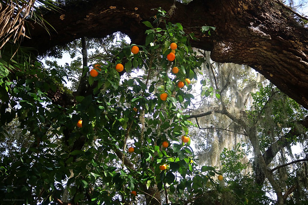Oranges on a tree in a wild The most commonlygrown variet… Flickr