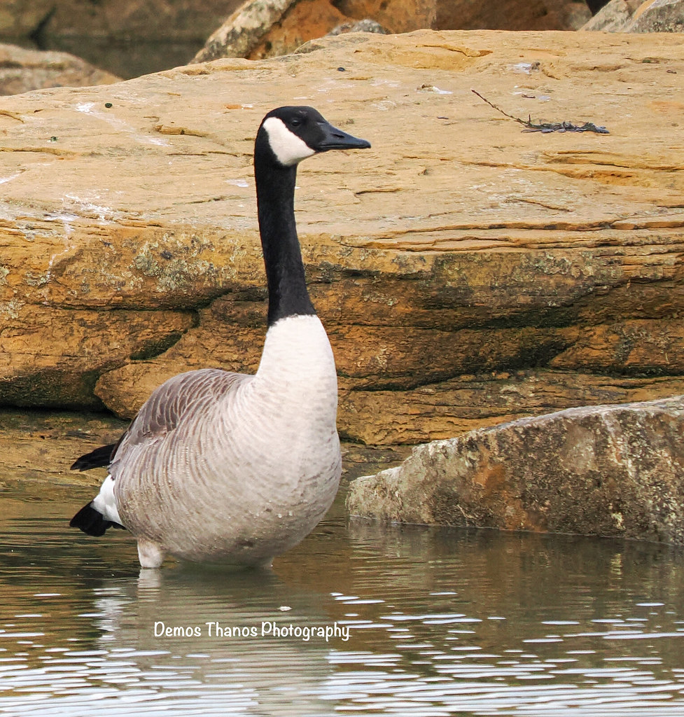 Canada Geese in Texas Demos Thanos Flickr