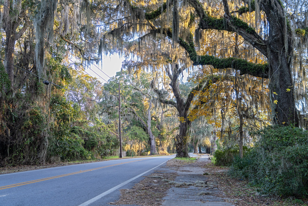Oak Canopy, Ridgeville (GA) Ben Hagen Flickr