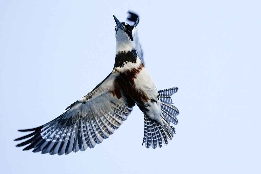 Belted Kingfisher Washington Bernie Duhamel Flickr