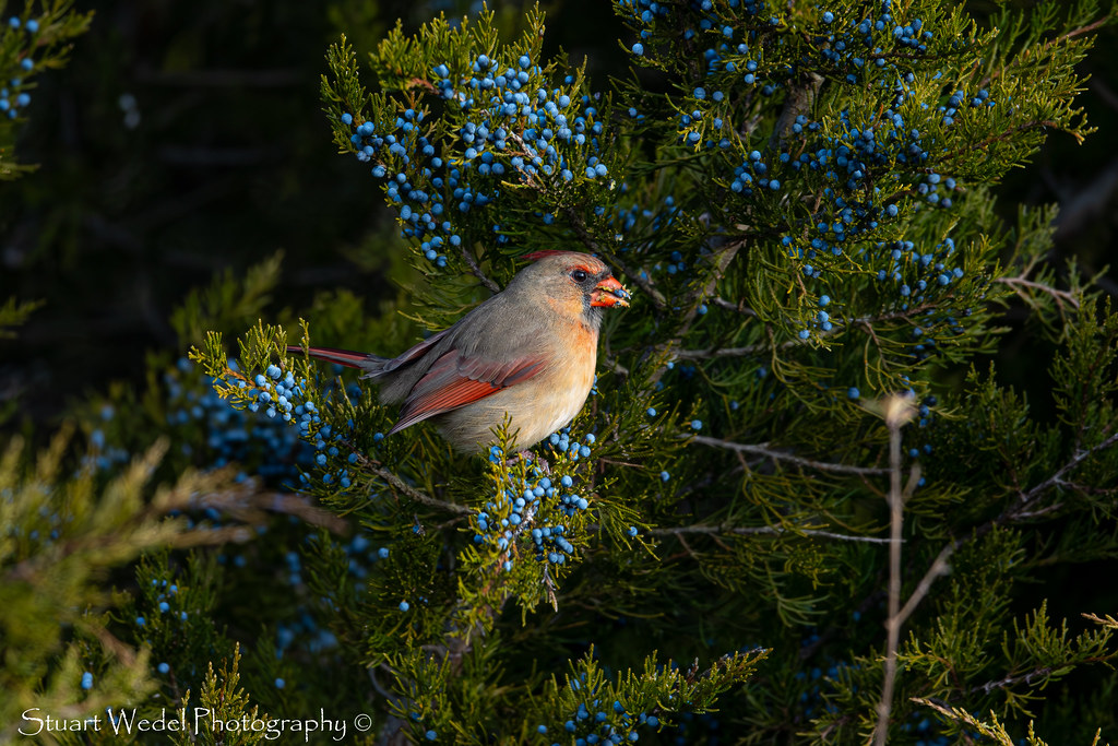 Northern Cardinal Female Cardinal eating Juniper berries. Stuart