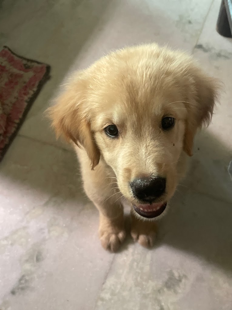 Dog Grooming at Home in Chennai Dog Groomer in Chennai We… Flickr