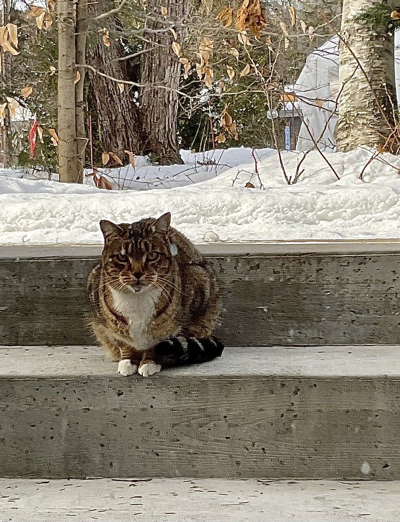 Puss In Boots Again (Eric’s Cat Food Bank) 😂 Eric Thomas Flickr