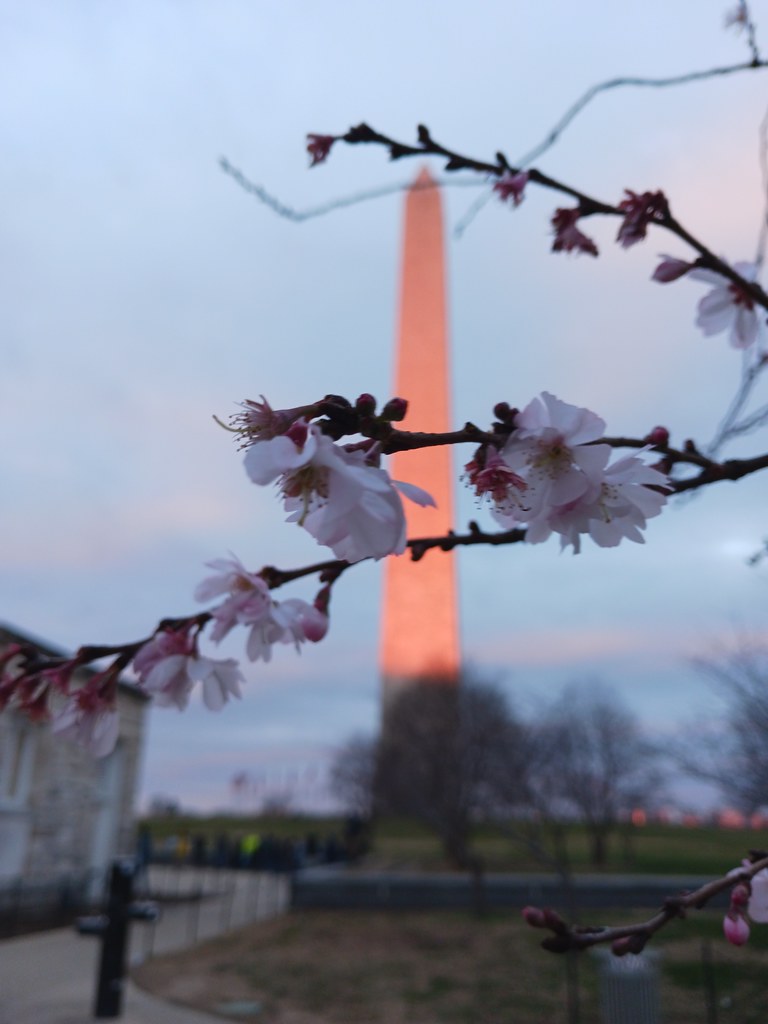 Dawn. Autumn blooming cherry tree Richard Piel Flickr