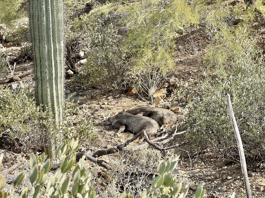 Javelinas, ArizonaSonora Desert Museum, Tucson, AZ Flickr