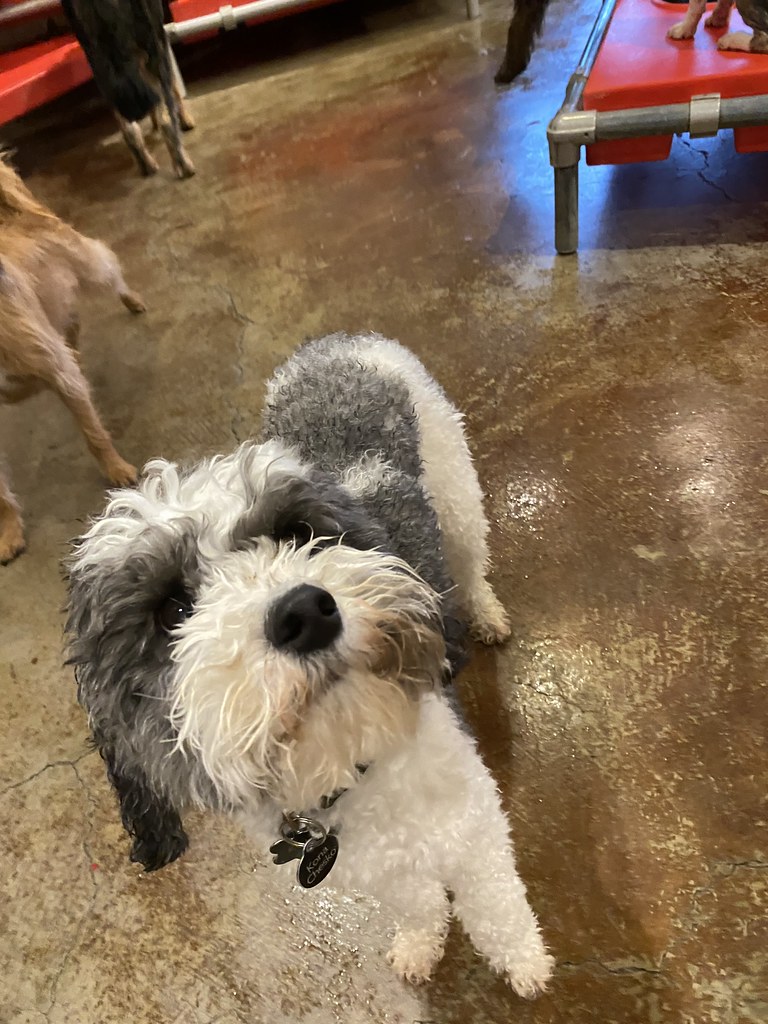 Untitled Rex Dog Hotel + Spa Flickr