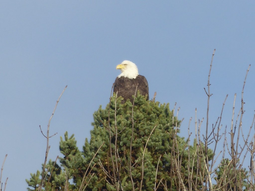 Boy Scout Landing Duluth at Ursula Ressler blog