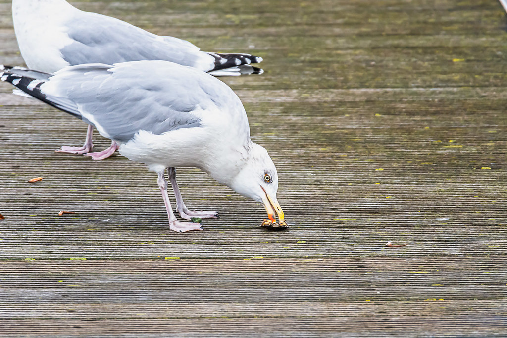 202311foto43 A herring gull eats shellfish (Oostende, Bel… Hugo