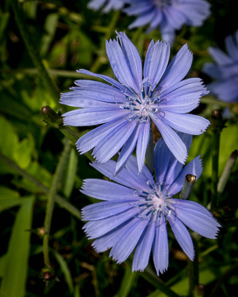 Chickory, Bell's Lane, Staunton, VA, 20230721.jpg Flickr
