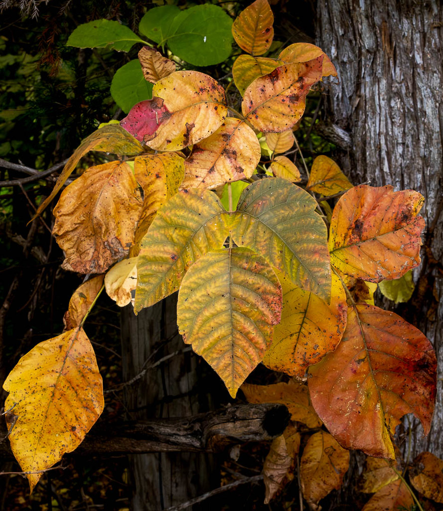 Eastern Poison Ivy, Bell's Lane, Staunton, VA, 20231017.… Flickr