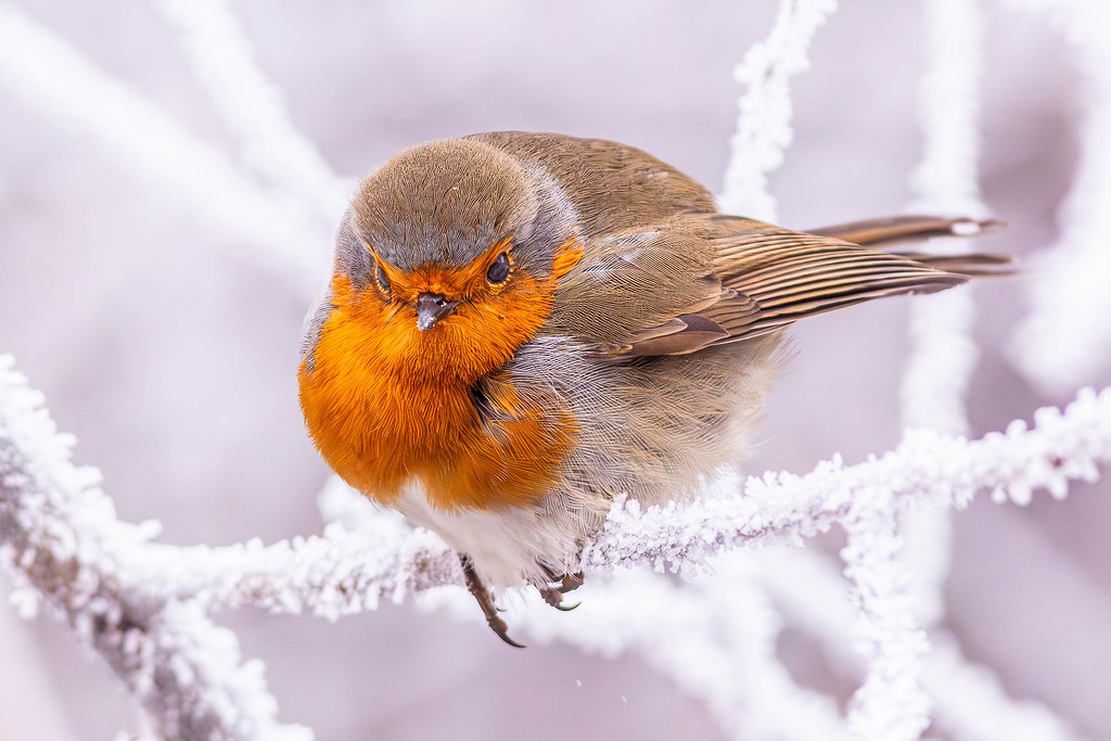 Robin Redbreast in Winter Reedited Roland Gänßler Flickr
