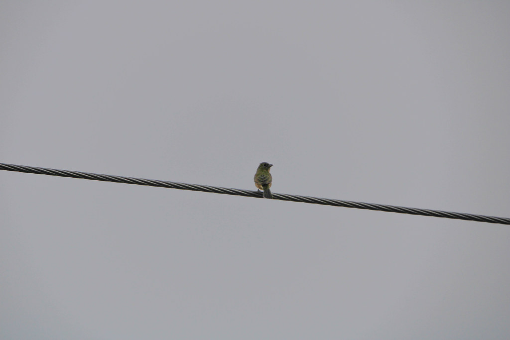 Painted bunting on the Southern Glades Trail Riley Hays Flickr